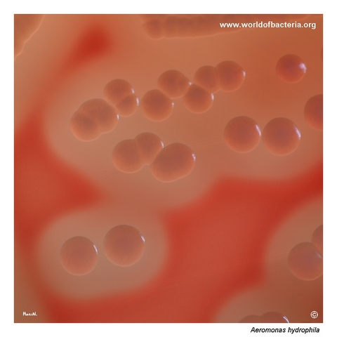 Slightly yellowish beta-haemolytic Aeromonas hydrophila colonies on blood agar