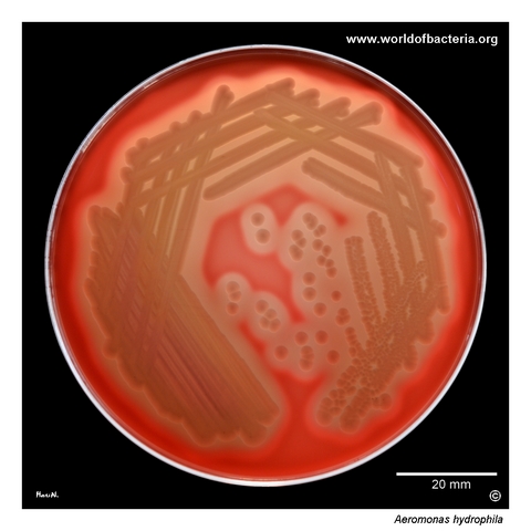 Aeromonas hydrophila culture from an ear canal swab on blood agar