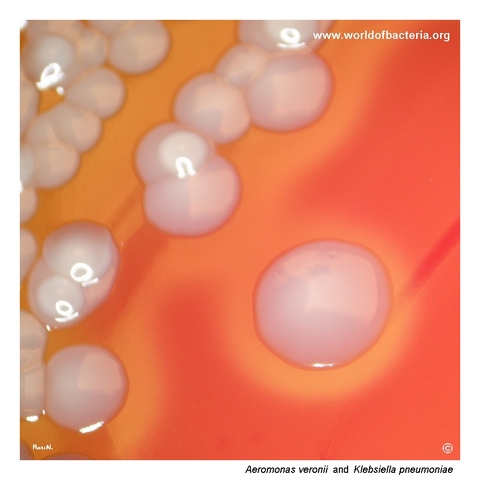 Close-up of smooth convex beta-haemolytic Aeromonas veronii colonies beside mucoid Klebsiella pneumoniae