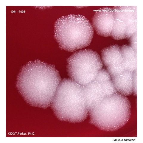 Large rough white non-haemolytic colonies of Bacillus anthracis on blood agar