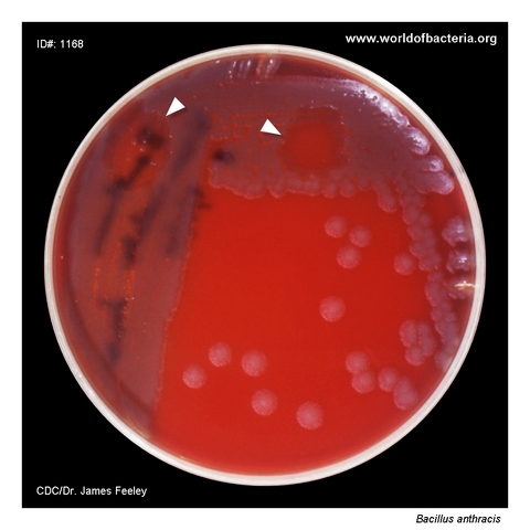 Bacillus anthracis on blood agar with gamma phage lysis visible in the inoculated area