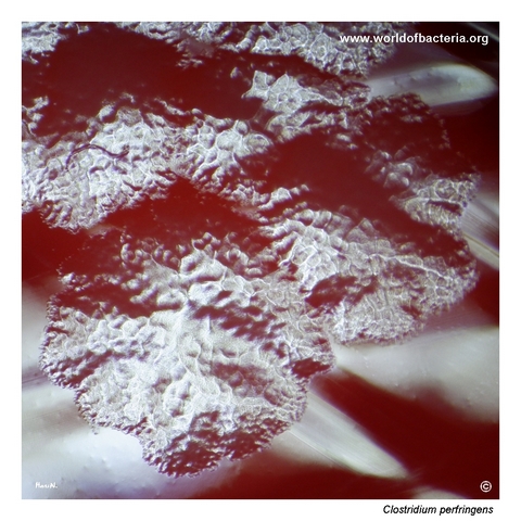 Close-up of mature Clostridium perfringens colonies with a beaten-copper surface photographed in reflected light