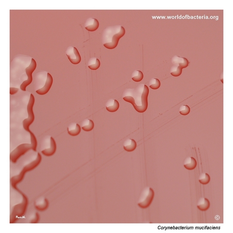 Small yellow mucoid colonies of Corynebacterium mucifaciens on blood agar after 24 hours