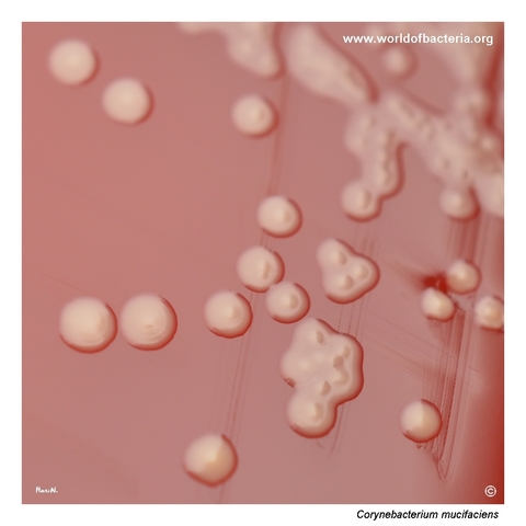Close-up view of Corynebacterium mucifaciens colonies after prolonged incubation with intensified yellow pigment