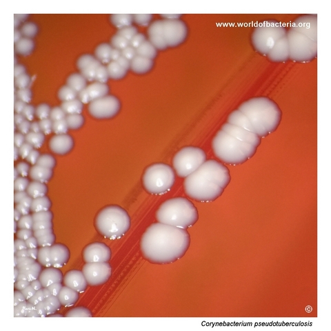 Colonies of Corynebacterium pseudotuberculosis on blood agar showing beta-haemolysis