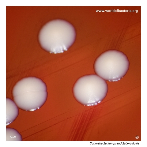 Close-up view of Corynebacterium pseudotuberculosis colonies with pronounced haemolysis on blood agar