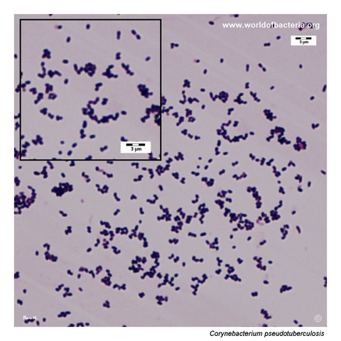 Gram-stained smear from a colony of Corynebacterium pseudotuberculosis grown on blood agar