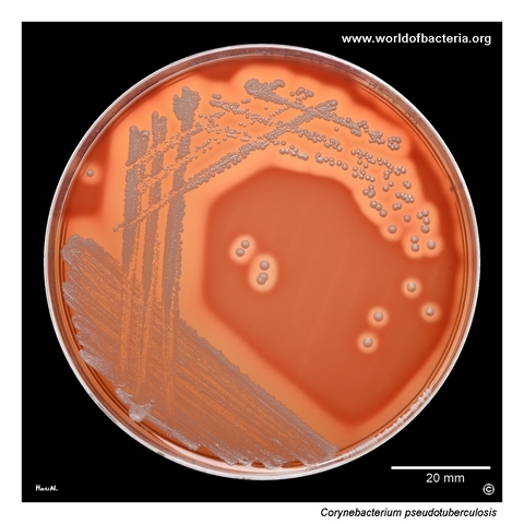 Blood agar culture showing Corynebacterium pseudotuberculosis with prominent beta-haemolysis