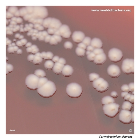 Colonies of Corynebacterium ulcerans on blood agar with subtle yellowish discoloration after prolonged incubation