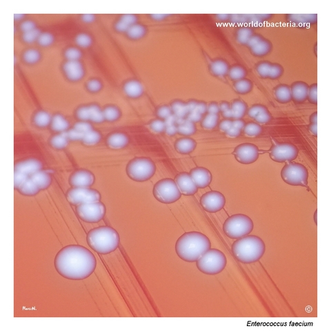 Close-up of Enterococcus faecium colonies on blood agar