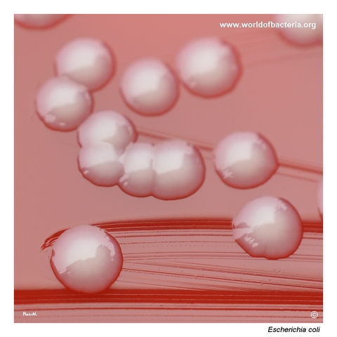Close-up of smooth convex grey-white Escherichia coli colonies with entire margins