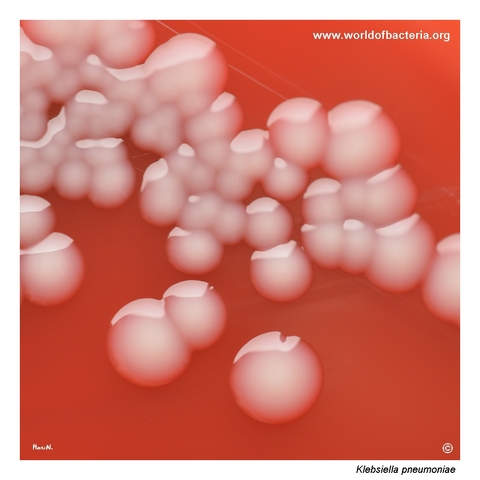 Large smooth glistening Klebsiella pneumoniae colonies on blood agar after 24 hours
