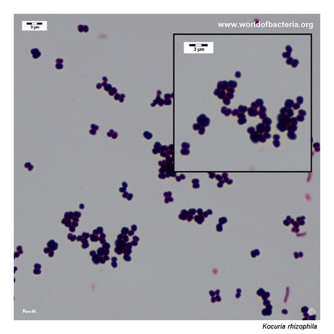 Gram-stained smear from a colony of Kocuria rhizophila grown on blood agar