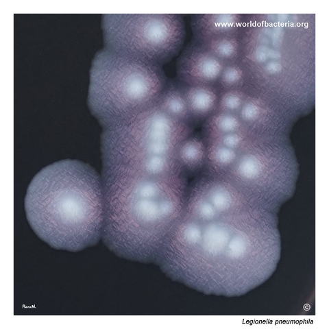 Mature Legionella pneumophila colonies with raised centres and ground-glass surfaces on GVPC medium