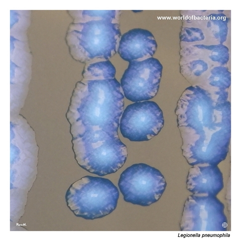 Close-up of convex iridescent and opalescent Legionella pneumophila colonies