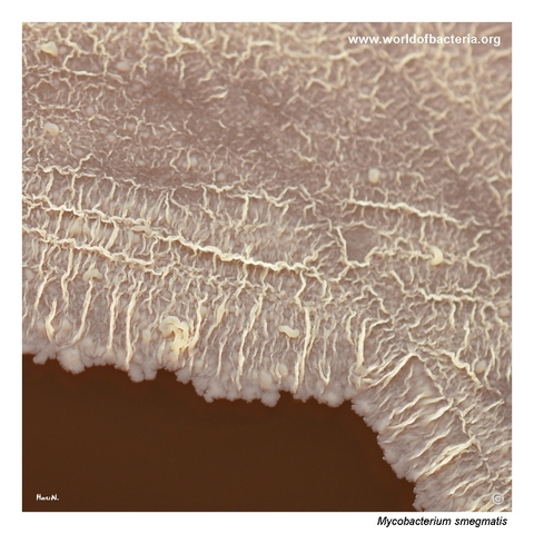 Confluent waxy growth of Mycobacterium smegmatis with pale rib-like surface structures