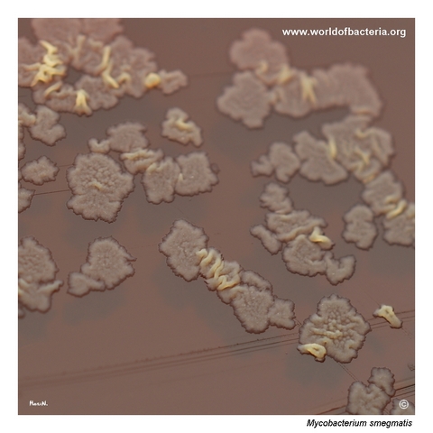 Flat irregular waxy colonies of Mycobacterium smegmatis on blood agar