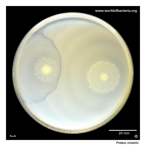 Dienes demarcation line between two incompatible Proteus mirabilis strains swarming on Mueller-Hinton agar
