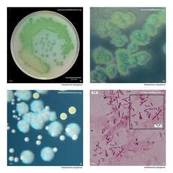 Composite laboratory image panel of Pseudomonas aeruginosa with preview photographs from the species overview page