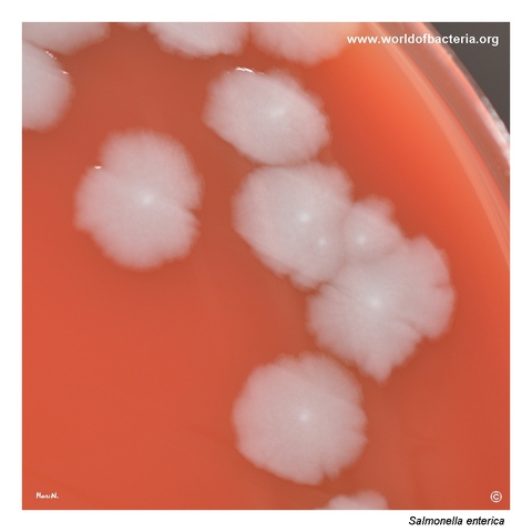 Variable Salmonella enterica subsp. enterica colony morphology on blood agar