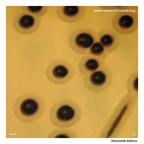 Salmonella Enteritidis colonies with black centres on deoxycholate citrate agar