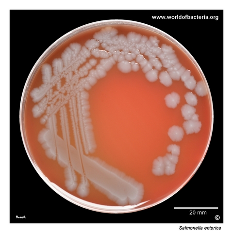 Salmonella Enteritidis collection strain CCM 4420 growing on blood agar