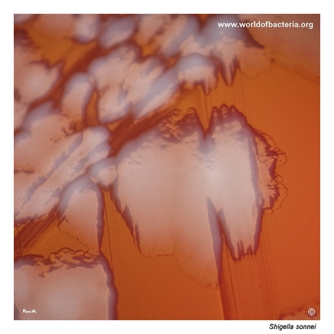 Large flat grey-white irregular Shigella sonnei colonies on blood agar