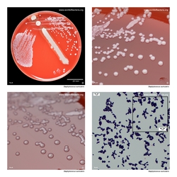 Composite laboratory image panel of Staphylococcus auricularis with preview photographs from the species overview page