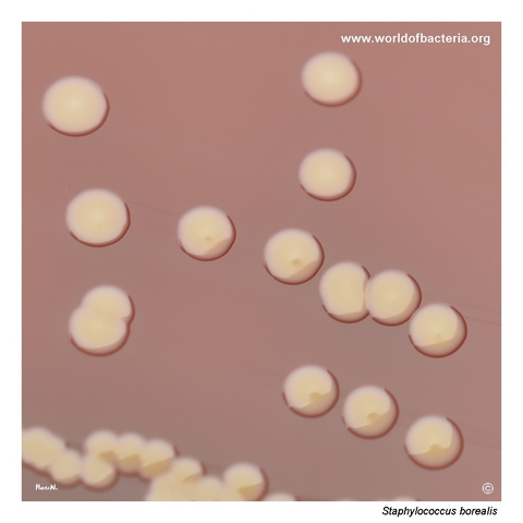 Colonies of Staphylococcus borealis on blood agar after 24 hours at 37 °C.