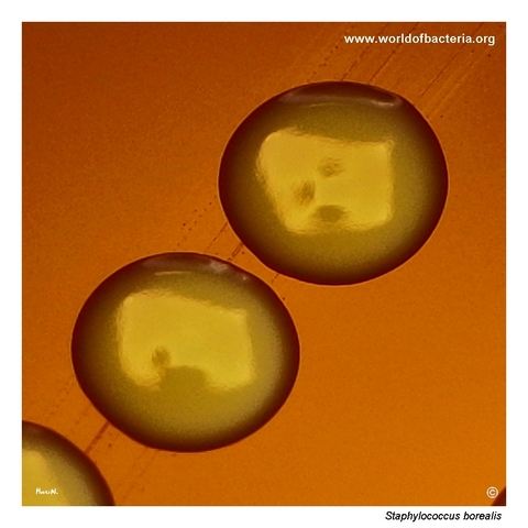 Close-up view of Staphylococcus borealis colonies after prolonged incubation.