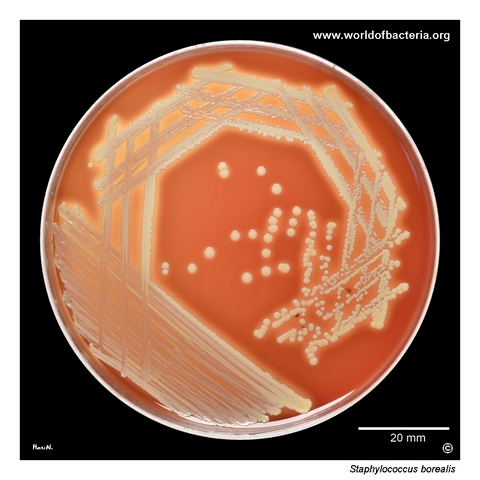 Staphylococcus borealis on blood agar after 24 hours of incubation at 37 °C in ambient air.