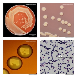 Composite laboratory image panel of Staphylococcus borealis with preview photographs from the species overview page
