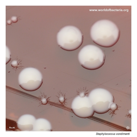 Colonies of Staphylococcus condimenti and Candida species on blood agar