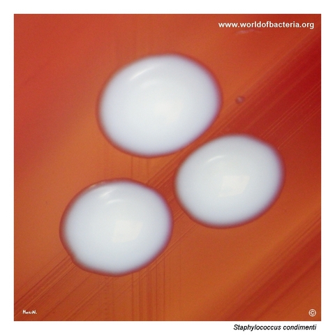 Close-up of Staphylococcus condimenti colonies on blood agar