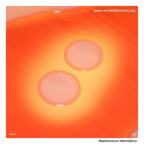 Grey-white smooth convex colonies of Staphylococcus haemolyticus with beta-haemolysis
