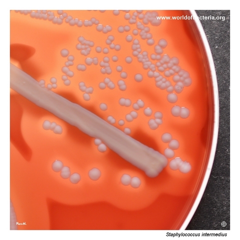 Staphylococcus intermedius with narrow complete and wider incomplete beta-haemolysis on blood agar