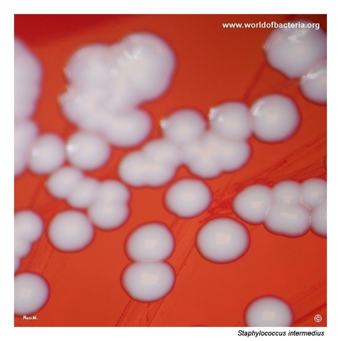 Smooth convex non-pigmented colonies of Staphylococcus intermedius on blood agar