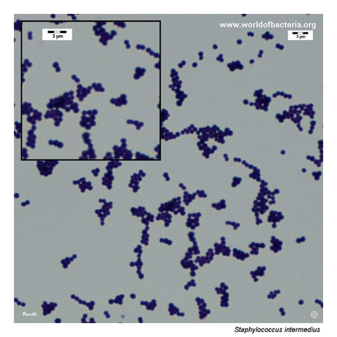 Gram-stained smear from a colony of Staphylococcus intermedius