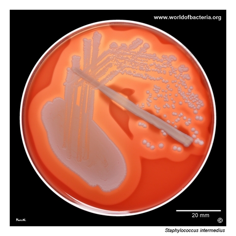 Beta-haemolytic colonies of Staphylococcus intermedius from a skin abscess on blood agar