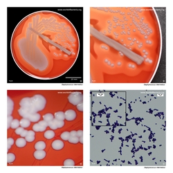 Composite laboratory image panel of Staphylococcus intermedius with preview photographs from the species overview page