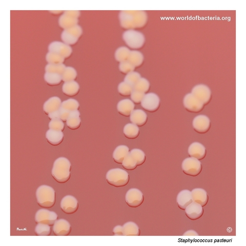 Close-up of yellow-pigmented non-haemolytic colonies of Staphylococcus pasteuri on blood agar
