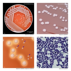 Composite laboratory image panel of Staphylococcus pettenkoferi with preview photographs from the species overview page