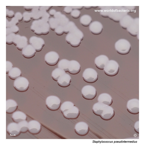 Non-pigmented colonies of Staphylococcus pseudintermedius on blood agar