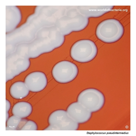 Close-up of umbonate colonies of Staphylococcus pseudintermedius on blood agar