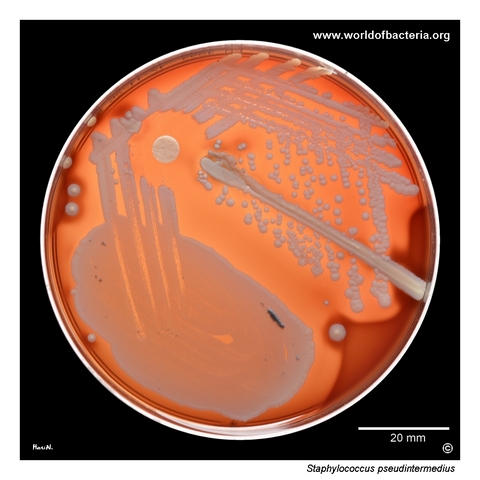 Primary culture of Staphylococcus pseudintermedius from an ear canal swab on blood agar