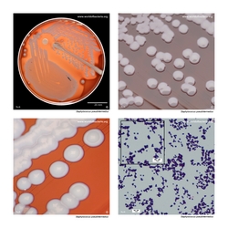 Composite laboratory image panel of Staphylococcus pseudintermedius with preview photographs from the species overview page