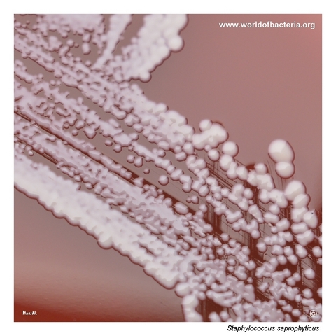 Convex non-pigmented white colonies of Staphylococcus saprophyticus with partly confluent growth