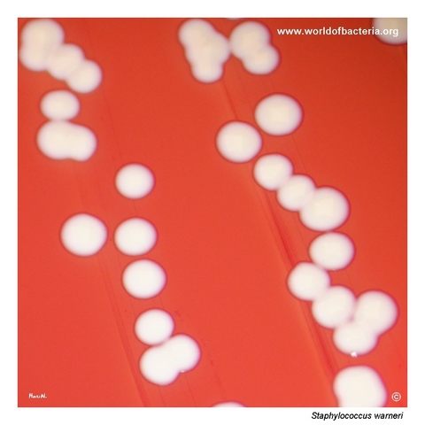 Close-up of smooth convex round colonies of Staphylococcus warneri with yellowish centre