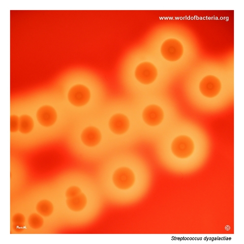 Broad beta-haemolytic colonies of Streptococcus dysgalactiae on blood agar