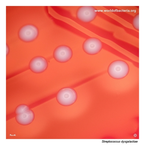 Close-up of beta-haemolytic Streptococcus dysgalactiae colonies with a dish-like central depression